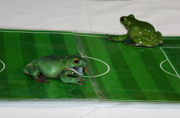 В России победу над Англией предсказали с помощью лягушек и тараканов