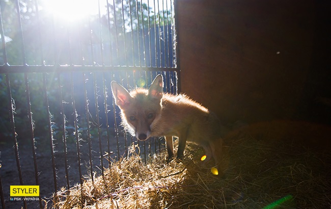 Лисичка Еліс