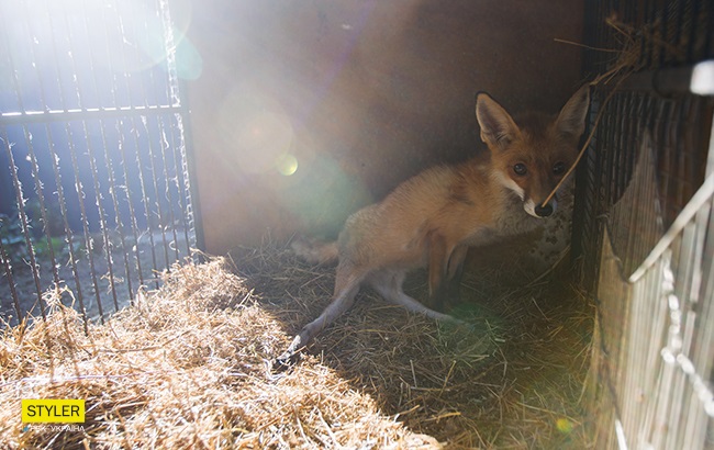 &quot;Били об стіну, нацьковували собак&quot;: як волонтер із Запоріжжя виходжує диких тварин і чому любить їх більше людей