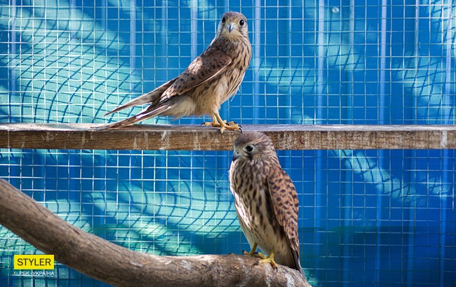 Перепелиці