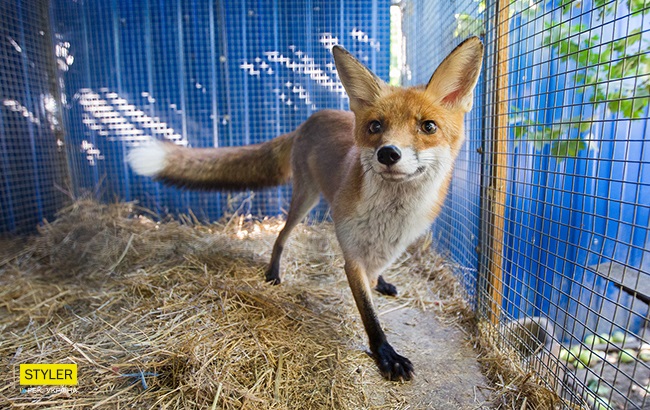 Лис Орфей буде жити в Олесі завжди