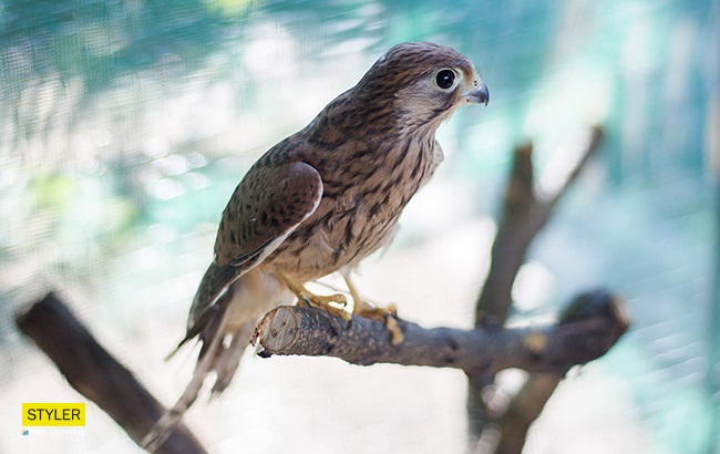 &quot;Били об стіну, нацьковували собак&quot;: як волонтер із Запоріжжя виходжує диких тварин і чому любить їх більше людей