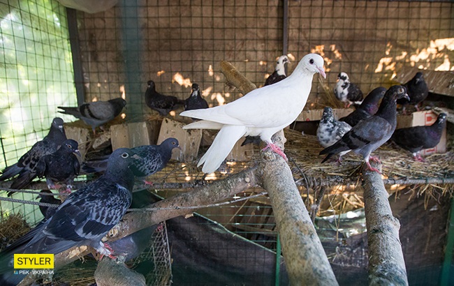 Мешканці зграї Олесі Кулик