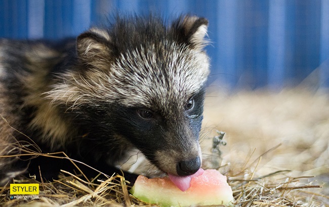 Єнотовидний собака