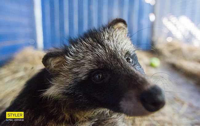 Єнотовидний собака