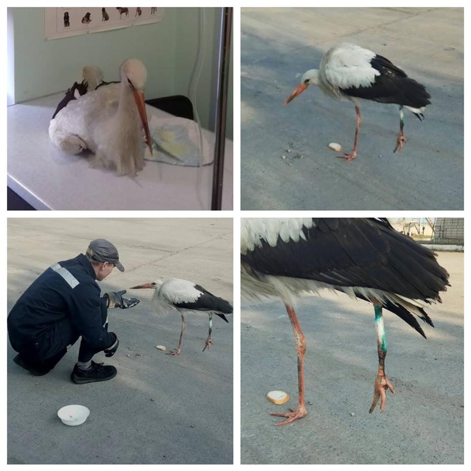 Просил о помощи: в Днепре к людям пришел раненый аист (фото)