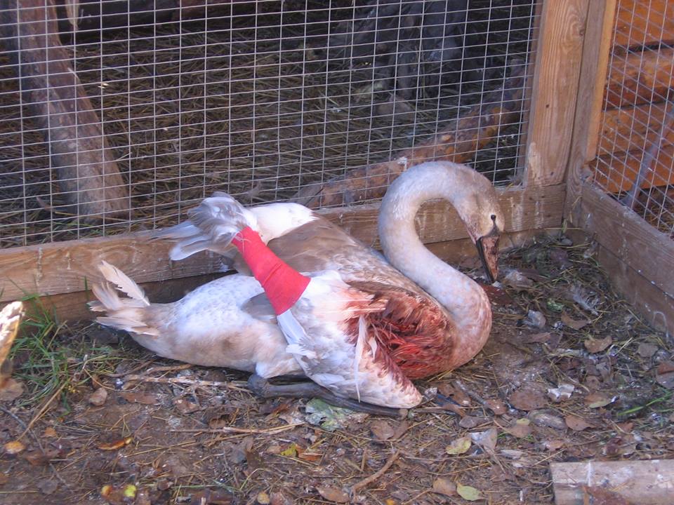 "Они не дичь и не трофей": браконьеров призвали не стрелять в благородных птиц (фото)