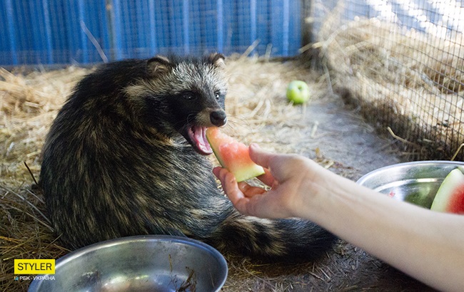 Єнотовидний собака Полуничка