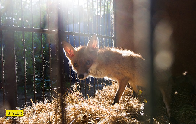 &quot;Били об стіну, нацьковували собак&quot;: як волонтер із Запоріжжя виходжує диких тварин і чому любить їх більше людей