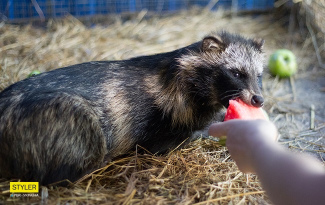 &quot;Били об стіну, нацьковували собак&quot;: як волонтер із Запоріжжя виходжує диких тварин і чому любить їх більше людей