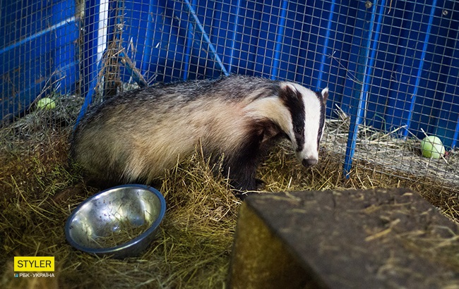 Барсучиха Тафита