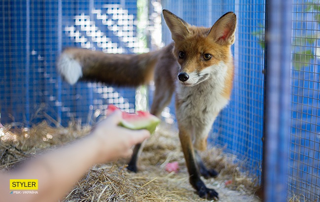 Лис Орфей живе в Олесі Кулик
