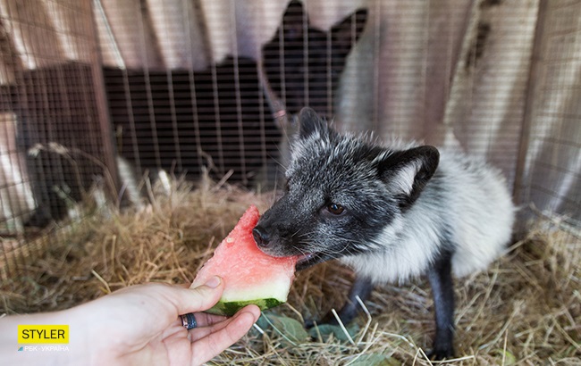&quot;Били об стіну, нацьковували собак&quot;: як волонтер із Запоріжжя виходжує диких тварин і чому любить їх більше людей