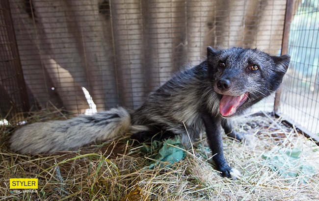 Полинявший песець