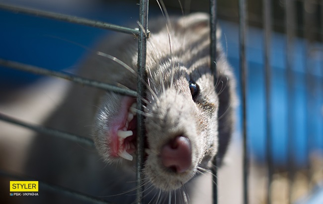 В гостях у зоозахисниці Олесі Кулик