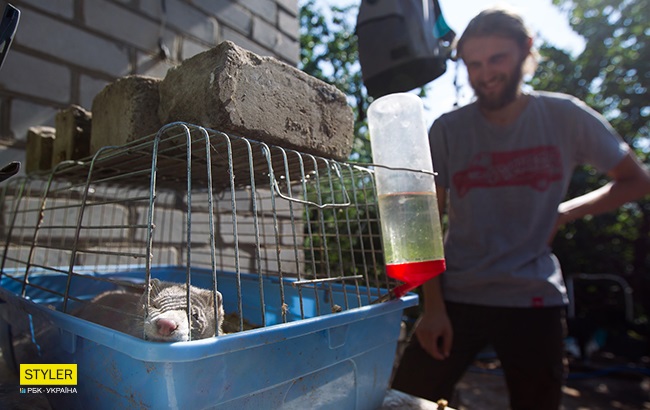 Норка Эвика у волонтера Олесі Кулик