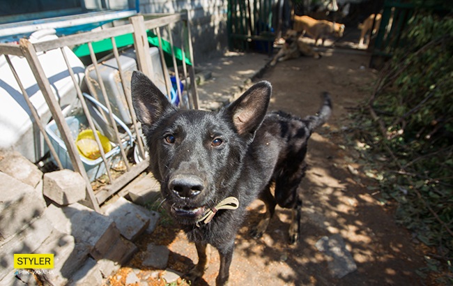 Чорна вівчарка Блекі