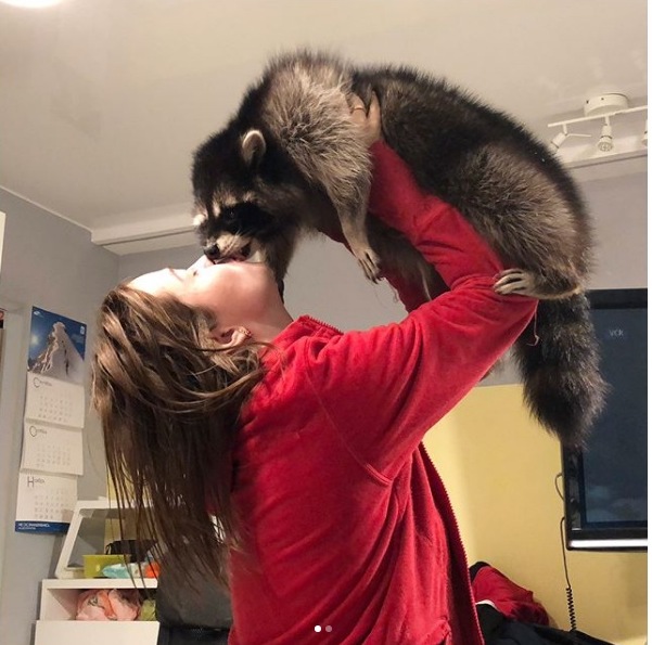 Вот почему хозяева енотов - самые счастливые люди на свете (лучшие фото и видео из сети)