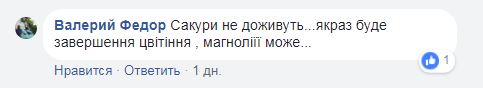 "Утопает в розовом цвету": в Ужгороде зацвели сакуры (фото и видео)
