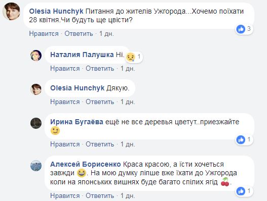 "Утопает в розовом цвету": в Ужгороде зацвели сакуры (фото и видео)