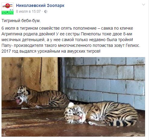 В Николаевском зоопарке снова родились тигрята