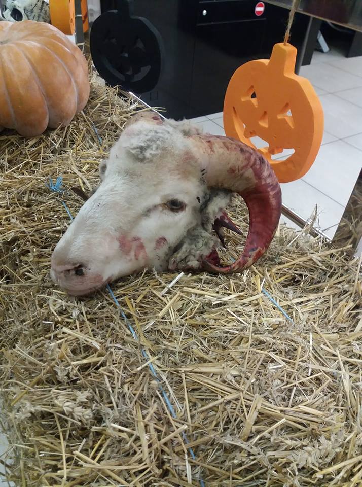 "Это теперь нормально?": в Харькове магазин "украсили" отрубленной головой животного