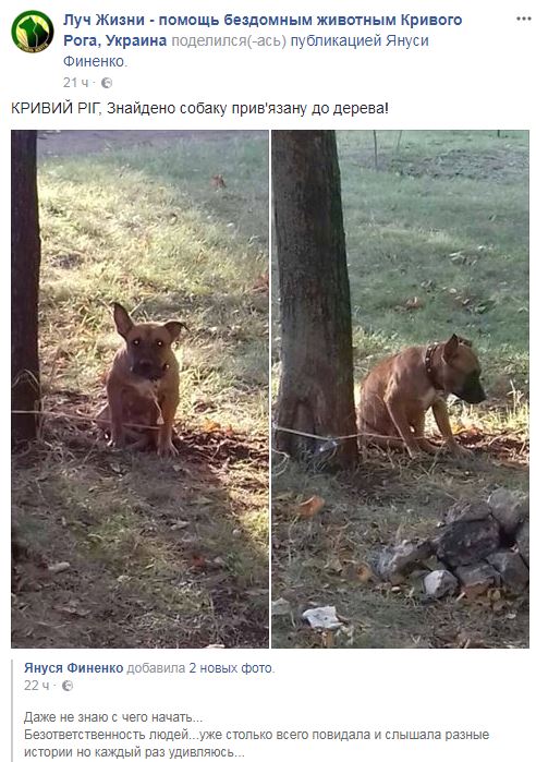 В Кривом Роге хозяева выкинули собаку на улицу, привязав к дереву