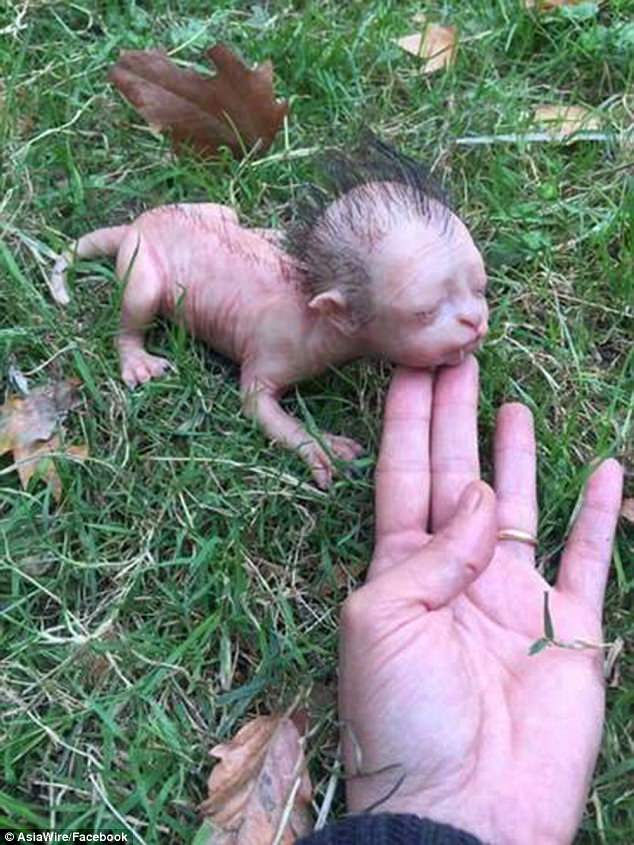 Істота з людським обличчям: в Малайзії виявили дивну тварину з гострими іклами і кігтями