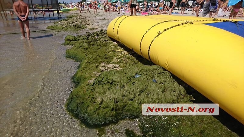 Туристы в шоке: на известном украинском курорте позеленел пляж (фото)