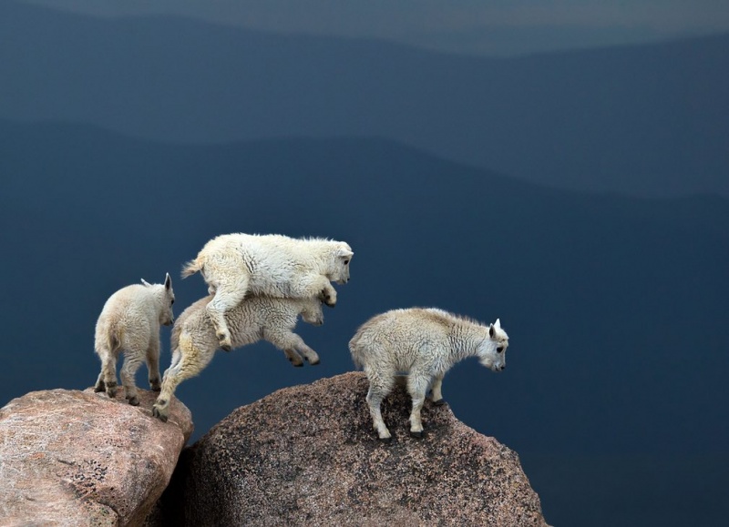 The Guardian показал самые необычные фото животных 2016 года