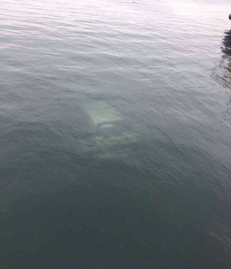 Водитель был трезв: в Сухом лимане затонула машина с людьми (фото)