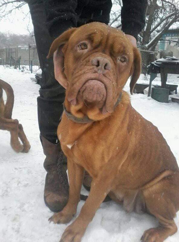 &quot;Такого не было еще никогда&quot;: волонтер пожаловалась на огромное количество оставленных собак