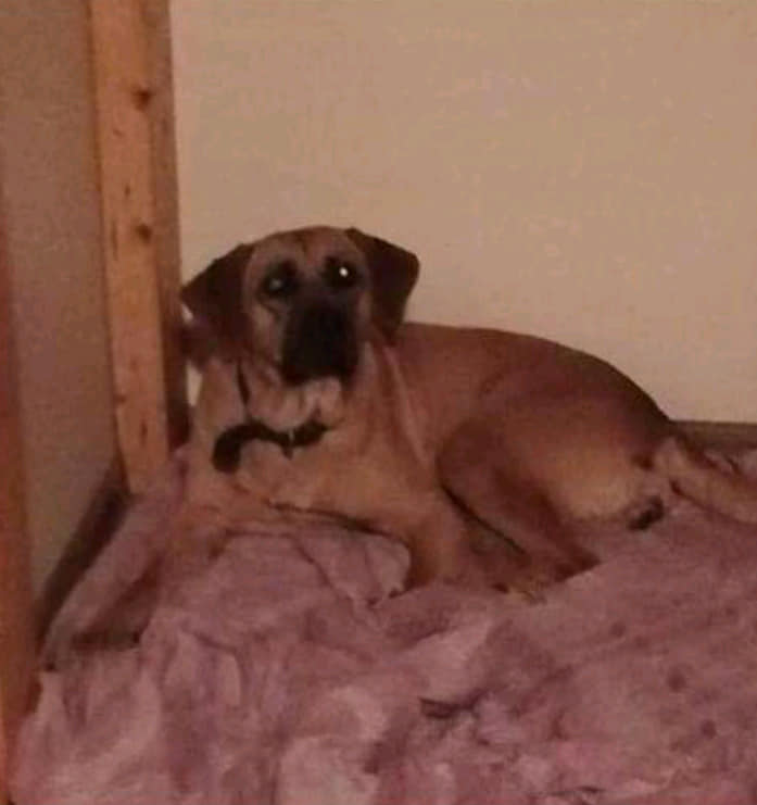 &quot;Такого не было еще никогда&quot;: волонтер пожаловалась на огромное количество оставленных собак