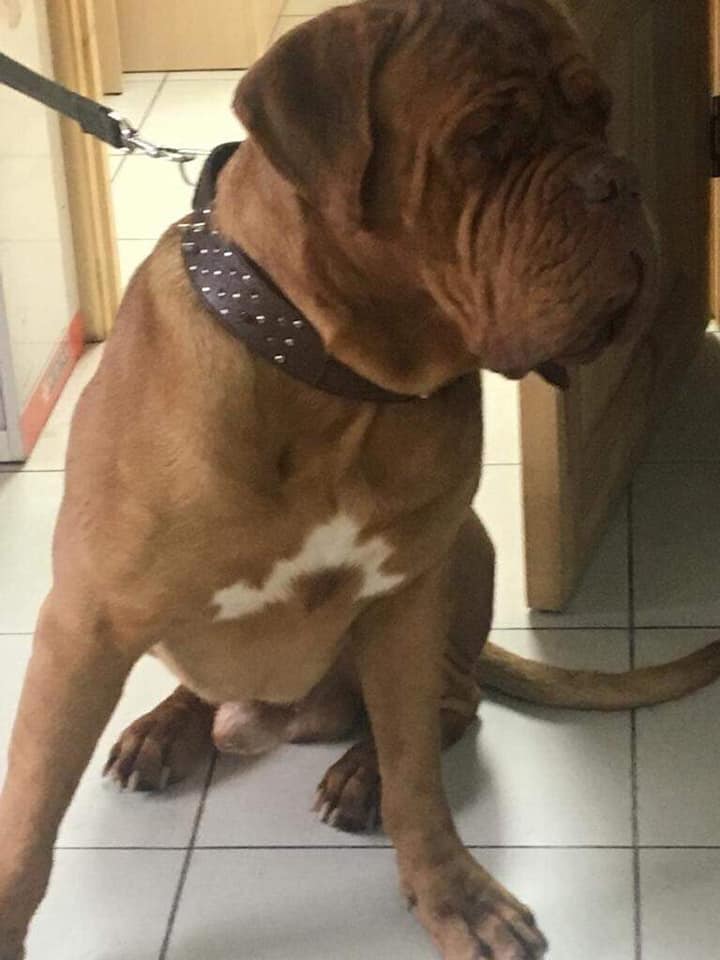 &quot;Такого не было еще никогда&quot;: волонтер пожаловалась на огромное количество оставленных собак