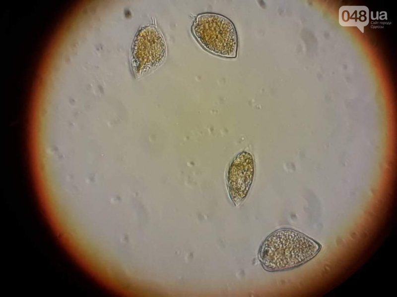 В Черном море появились странные пятна: экологи объяснили, что это такое