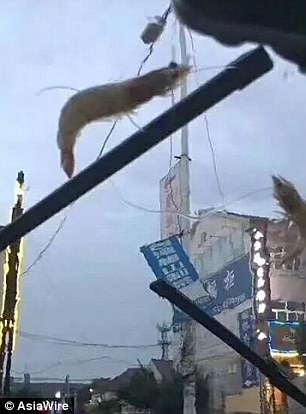 "Падали просто з неба": у Китаї пішов дощ з морських тварин (фото)