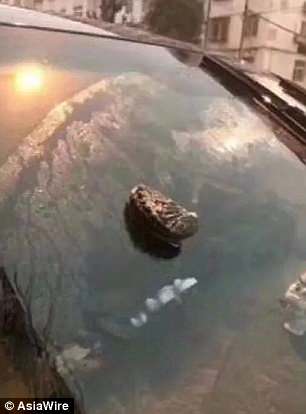 "Падали просто з неба": у Китаї пішов дощ з морських тварин (фото)