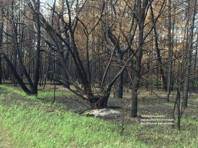 Чернобыльская зона оживает после большого пожара: появились яркие фото