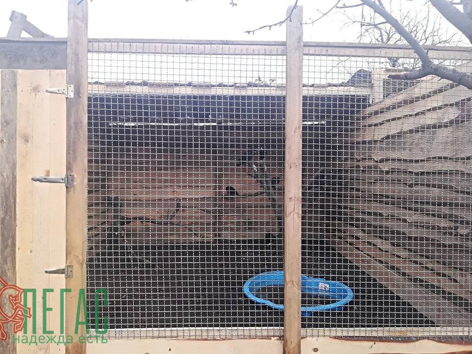 В Днепре открыли первый приют для искалеченных птиц