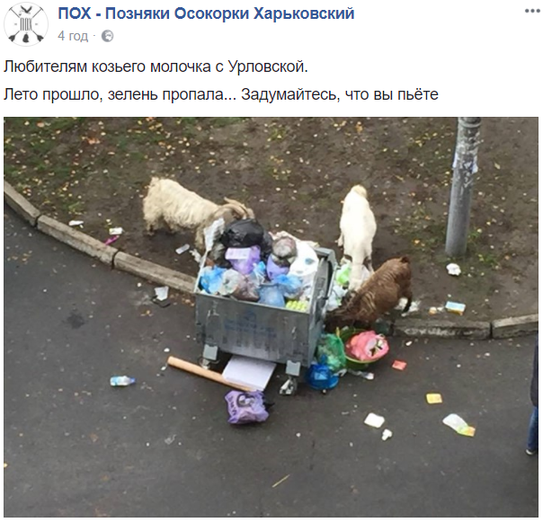 В киевских мусорках начали пастись козы