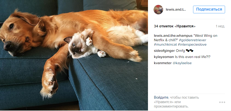 Кот-манчкин подружился с собакой без хвоста