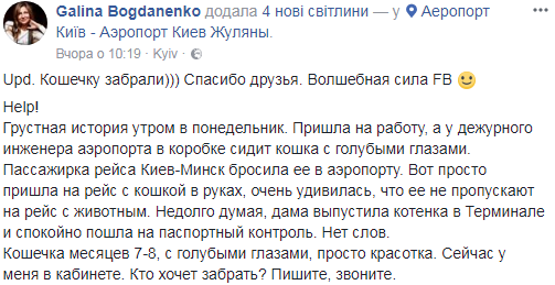 "Немає слів": в аеропорту "Київ" господиня покинула своє кошеня і полетіла