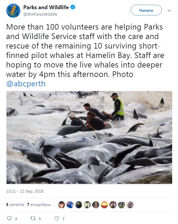 В Австралии выбросились на берег 150 дельфинов (видео)