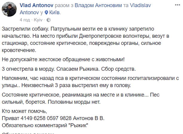 "Три огнестрела в морду": в Киеве спасают раненую собаку (фото 18+)