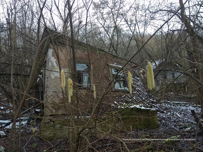 Аномальна зима в Чорнобилі: нові вражаючі фото оживаючої природи