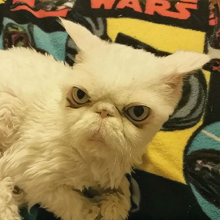 В США спасли кота, который зарос килограммами свалявшейся шерсти