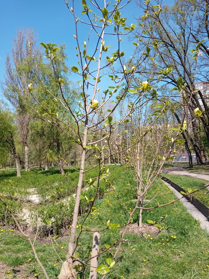 В Киеве расцвели уникальные лимонные магнолии: яркие фото