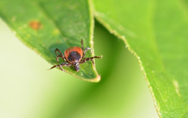 &quot;Это как лотерея&quot;: врачи рассказали, чем грозит укус клеща