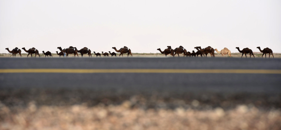 В Саудовской Аравии выбирают самого красивого верблюда в мире