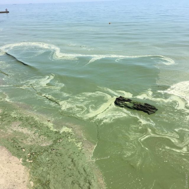 Черное море снова позеленело: купаться не рекомендуется